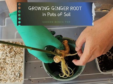 How to Grow Ginger in Pots - Transplanting from Water Propagation