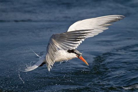 Elegant Tern | Audubon Field Guide