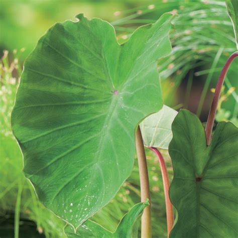 Buy taro Colocasia esculenta: £12.99 Delivery by Crocus