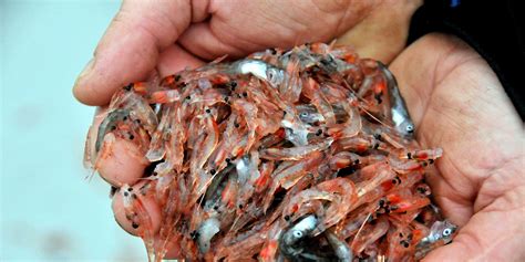 Antarctic krill fishery nabs sustainability rating | Intrafish