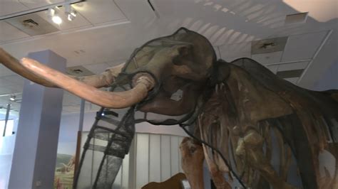 Colossal hopes to successfully create woolly mammoth hybrid by 2027 to ...