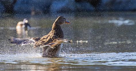 Duck Landing on Water · Free Stock Photo