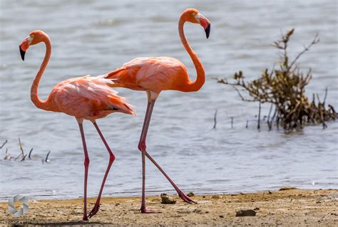 Flamingo's at Lac Bay | Bonaire, Beautiful islands, Mangrove