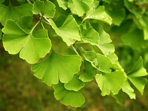 Ginkgo Biloba Maidenhair Tree - Diaco's Garden Nursery