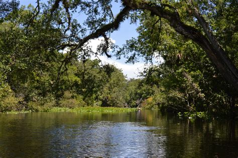 Wekiva River Photos - Wekiva River Memories