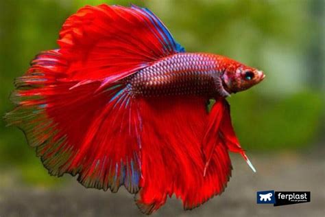 AQUARIUM FISH, THE MOST POPULAR SPECIES