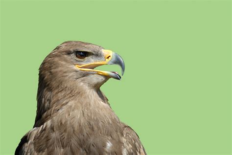 Falcon Bird Of Prey Free Stock Photo - Public Domain Pictures