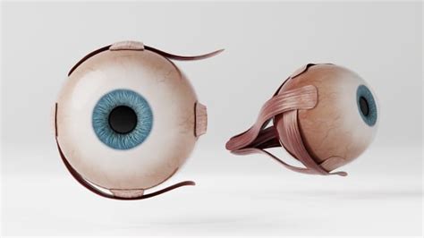 3D Model: Human Body - Human Eyeball (teacher made) - Twinkl