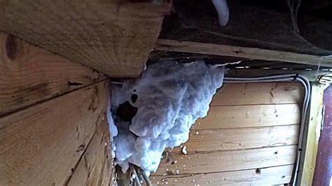 Wasp Nest Spray Foam - Pregnant Health Tips