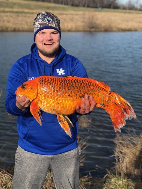 A 20-pound ‘goldfish’ was caught in a Kentucky pond. How a biscuit snagged an epic fish tale ...