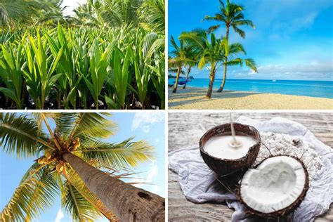 🏷️ Coconut tree of life. Indigenous Food: Coconuts are the Tree of Life. 2022-11-01