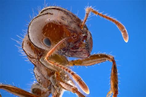 Invasive red fire ant spotted in Europe for first time, researchers say ...