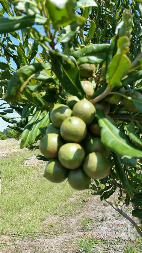 Macadamia as an Alternative Crop for Florida - UF/IFAS Extension Volusia County