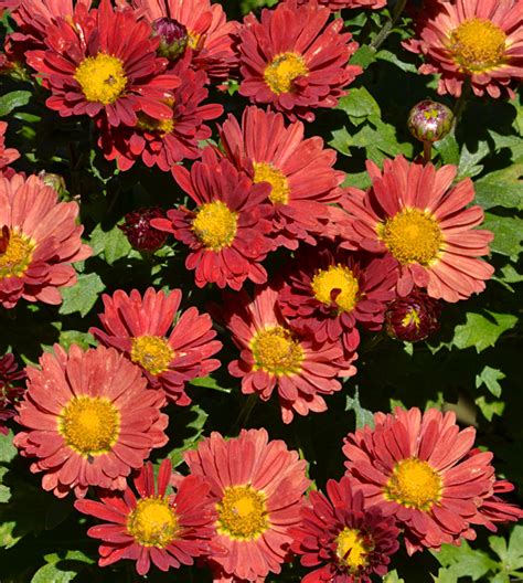 Should you treat mums as perennials or annuals? - Buffalo-NiagaraGardening.com