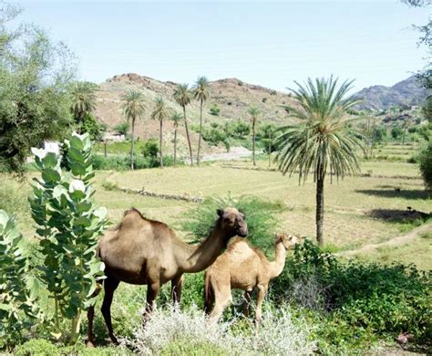 Yemen landscapes flora fauna – Artofit