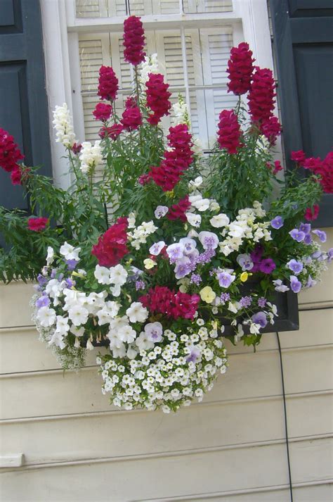 Page not found - Shades Shutters Blinds Blog | Window box plants, Window box flowers, Container ...