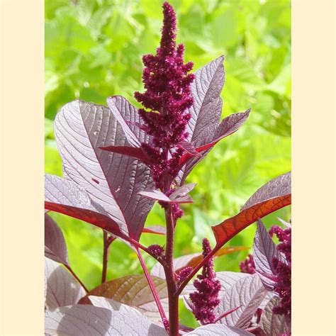 Edible Amaranth: A Nutritious And Beautiful Flowering Plant – Craftsmumship