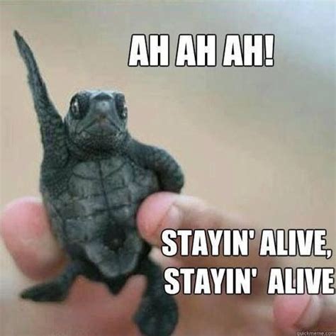 27 best images about Turtle memes on Pinterest | Military humor, Saturday morning and Turtle ...