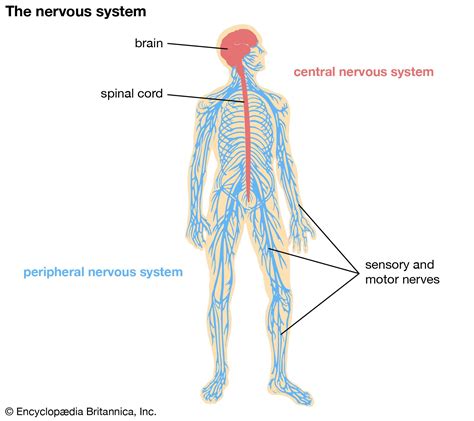 Central nervous system | Description, Anatomy, & Function | Britannica