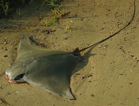 Cownose Ray: An Edible Nuisance