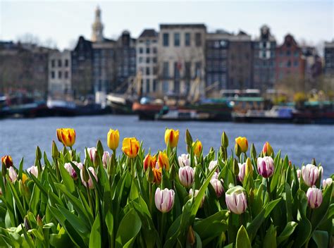 When and Where to see Tulips in the Netherlands - Witte Travel