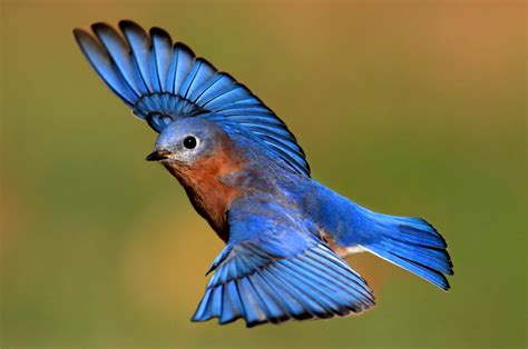 Ditemukan Burung Pemakan Buah Pertama, Ini Penjelasan Ilmuan – TOTABUANEWS – Pokok Jos