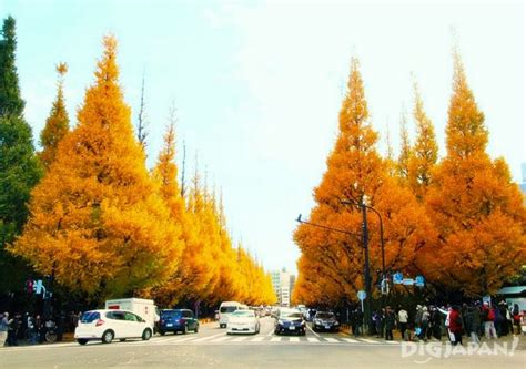 Meiji-jingu Gaien — One of the best places to see autumn leaves in Tokyo - Living + Nomads ...