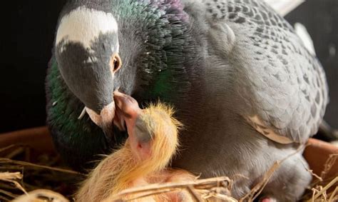 What Do Baby Pigeons Eat and How to Feed Them Properly