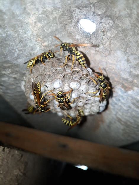 Premium Photo | Wasp species polished on nest Wasp nest