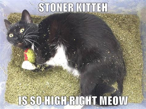 Catnip Is a Hell of a Drug - Lolcats - lol | cat memes | funny cats ...