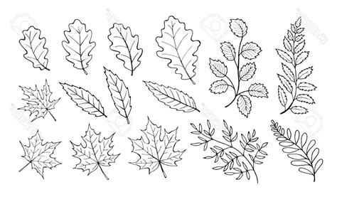 Oak Leaf Line Drawing at PaintingValley.com | Explore collection of Oak Leaf Line Drawing