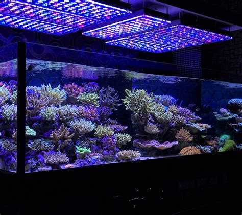 Aquarium LED Lighting Photos best Reef Aquarium LED lighting gallery |Orphek