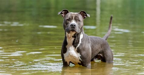 American Staffordshire Terrier Colors: Rarest to Most Common - A-Z Animals