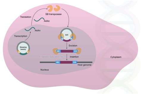 Sleeping Beauty Transposon System: The Future of Gene Therapy