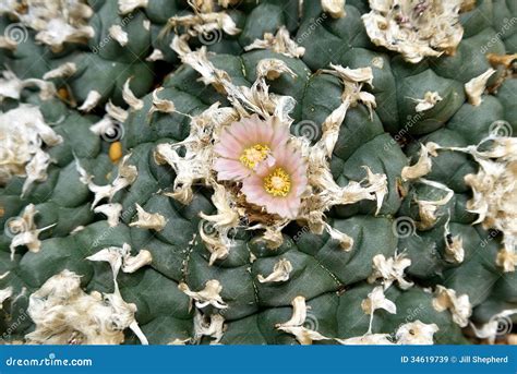 Cactus: Peyote Flower Detail Stock Image - Image of rare, spines: 34619739