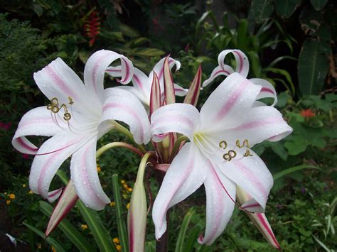 gardentropics: Today's Flowers- Tropical Lilies