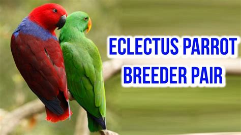 Eclectus Parrot Breeder Pair | Eclectus Parrot Breeding Pair | Exotic Birds - YouTube