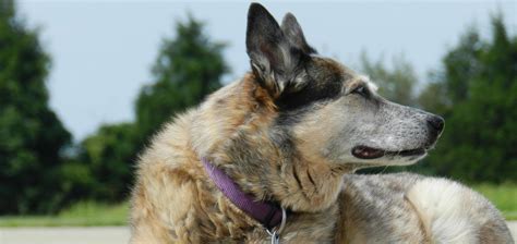 Teaching Old Dogs New Tricks - Dog Training & Tips | Pawstruck.com