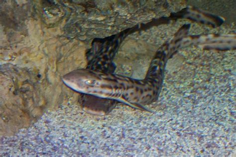 Coral Catshark | Atelomycterus marmoratus | Shark Database