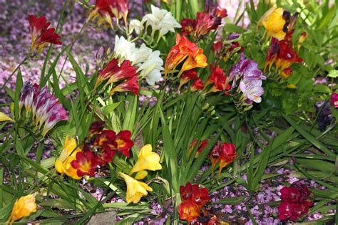 freesia 'surprise' | flores del jardín botánico de madrid | manuel m. v. | Flickr