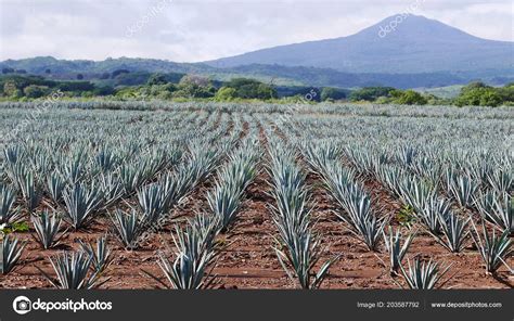 Blue Agave Field Town Tequila Tequila Volcano Stock Photo by ...