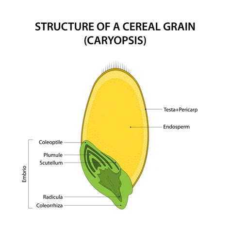 Premium Vector | Structure of a cereal grain caryopsis diagram labelled