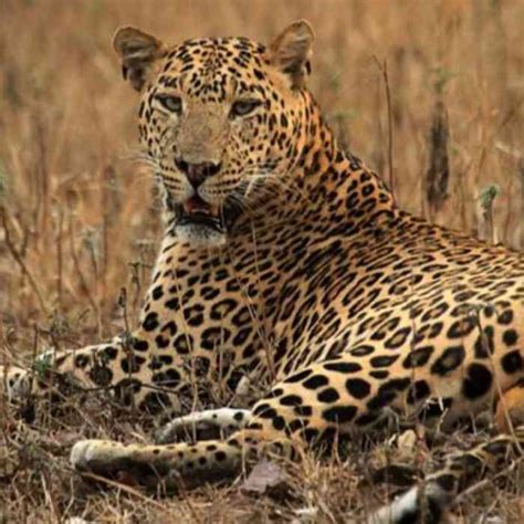 How to book a Kabini Safari - Checkout the Complete Guide - Updated 2023