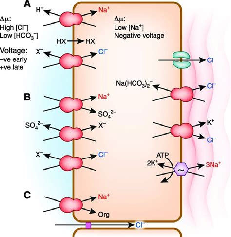 | Proximal tubule NaCl reabsorption. Unlike the thick ascending limb or... | Download Scientific ...