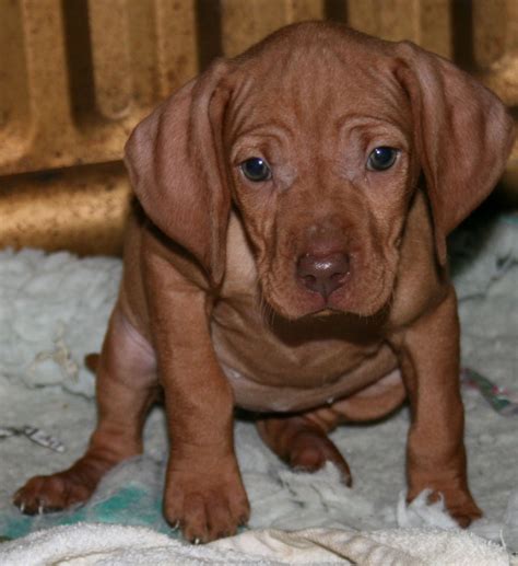 Gallery For > Hungarian Vizsla Puppies