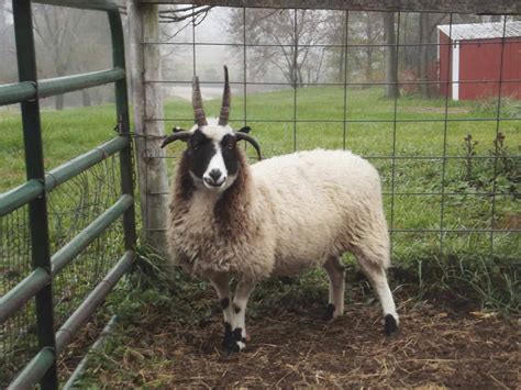 Jacob Sheep: Get to Know This Old-World Sheep Breed