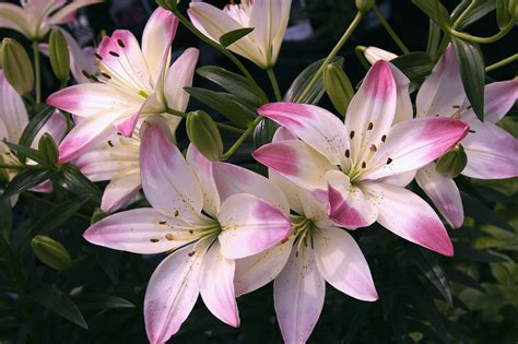 Lily Flower Meaning & Symbolism | Bouqs Blog