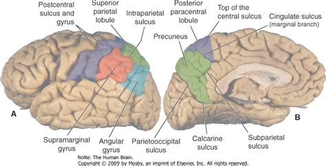 Parietal Lobe Damage Effects | Parietal Lobe Damage | Anatomy and physiology, Physiology, Imprinting