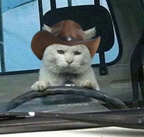 Cat Cowboy Hat Meme / Meowdy Funny Cat Cowboy Howdy Texas Greeting Meme ...