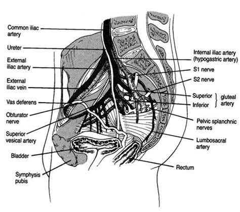 Neurovascular Anatomy Of The Pelvis - vrogue.co